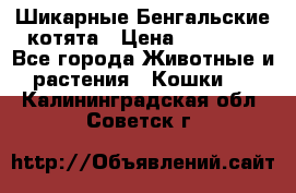 Шикарные Бенгальские котята › Цена ­ 25 000 - Все города Животные и растения » Кошки   . Калининградская обл.,Советск г.